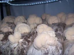 जैविक स्टेरेलाइज्ड सॉडस्ट, लकड़ी के कामकाजी प्रक्रियाओं जैसे कि आरा, सैंडिंग, मिलिंग, प्लानिंग और रूटिंग से प्राप्त उप-उत्पाद या अपशिष्ट 4