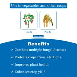 Agriventure Azotebuc ( Azoxystrobin 11% + Tebuconazole 18.3% Sc ) Fungicide 4