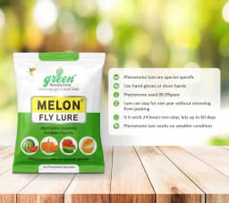 IPM Trap With Melon Fly Pheromone Lure For Controlling Bactrocera Cucurbitae. For Cucumber, Bottle Gourd, Bitter Gourd, Pumpkin, Water Melon 5