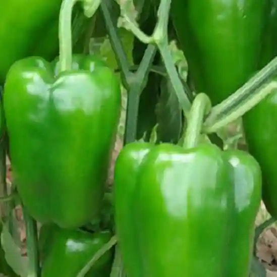 Jivit Hybrid F1 Capsicum Jivit Plus Seeds, Medium Tall Compact Plants, Dark Green and Glossy Fruits