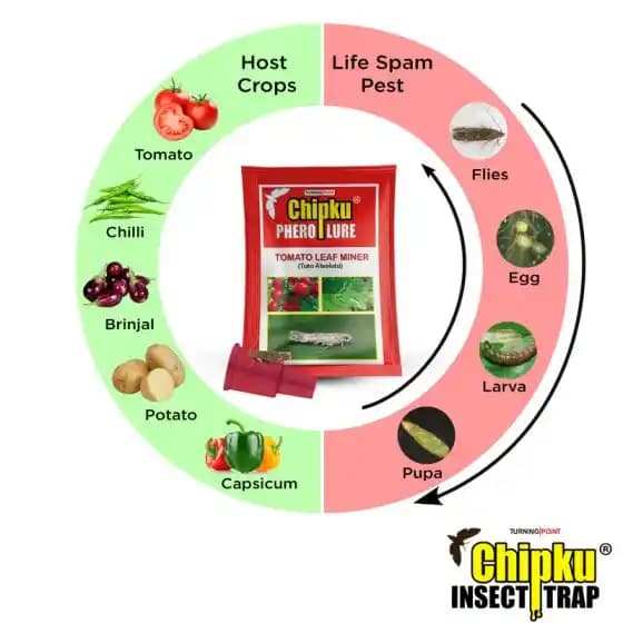 Chipku Pheromone Water Trap With Tuta Absoluta Lure To Catch Insect Tomato Leaf Miner (TLM) of Tomato, Potato, Egg Plant etc. - Image 6