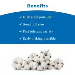 Mahyco Balraj+ MRC 7365 BG-II Hybrid Cotton Seeds, Kapas Ke Beej, High Yield, Easy Picking (475 Gm) 4