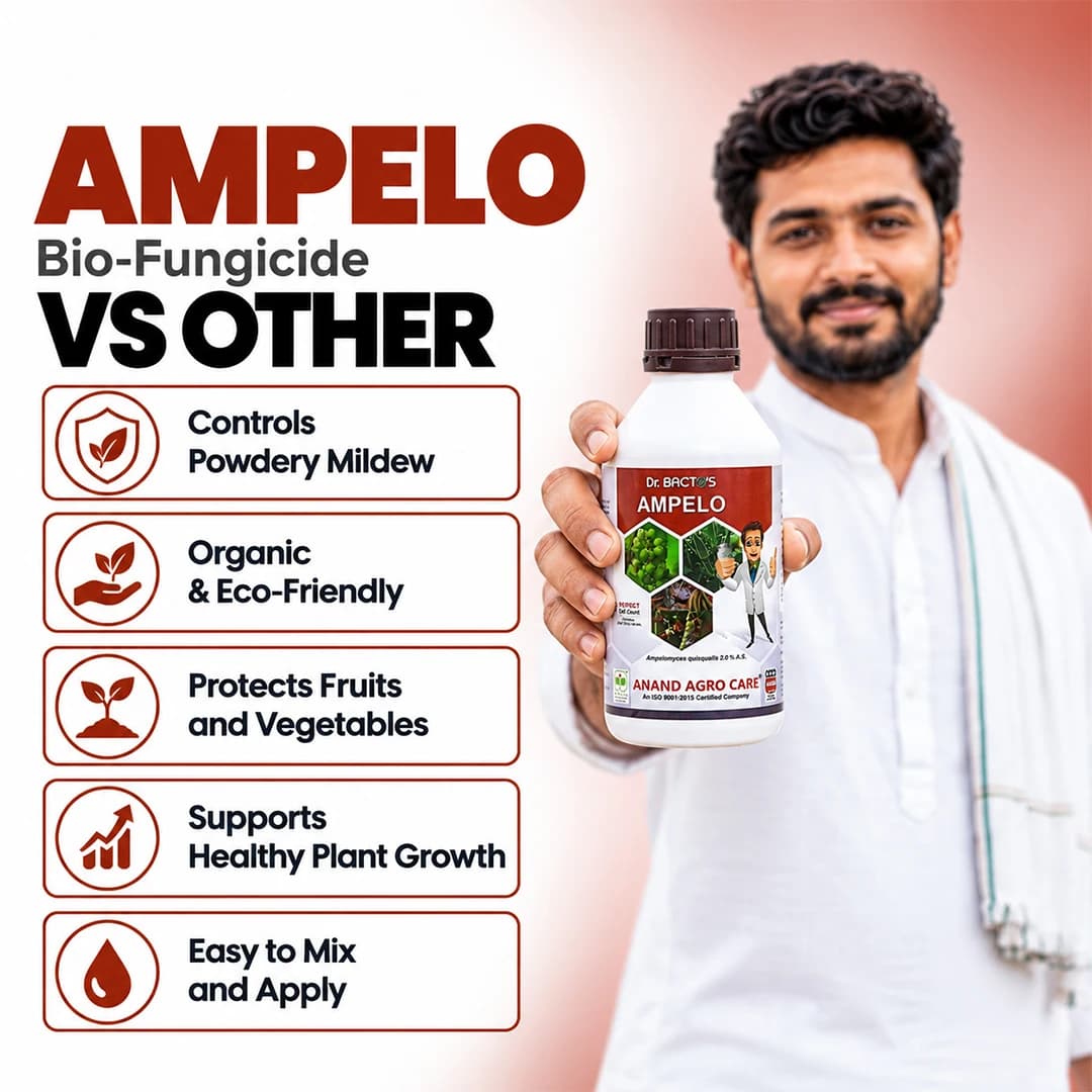 डॉ. बैक्टो एम्पेलो (एम्पेलोमाइसेस क्विस्क्वालिस) फलों और सब्जियों की फसलों के पाउडरी फफूंद पर प्रभावी है। - Image 7