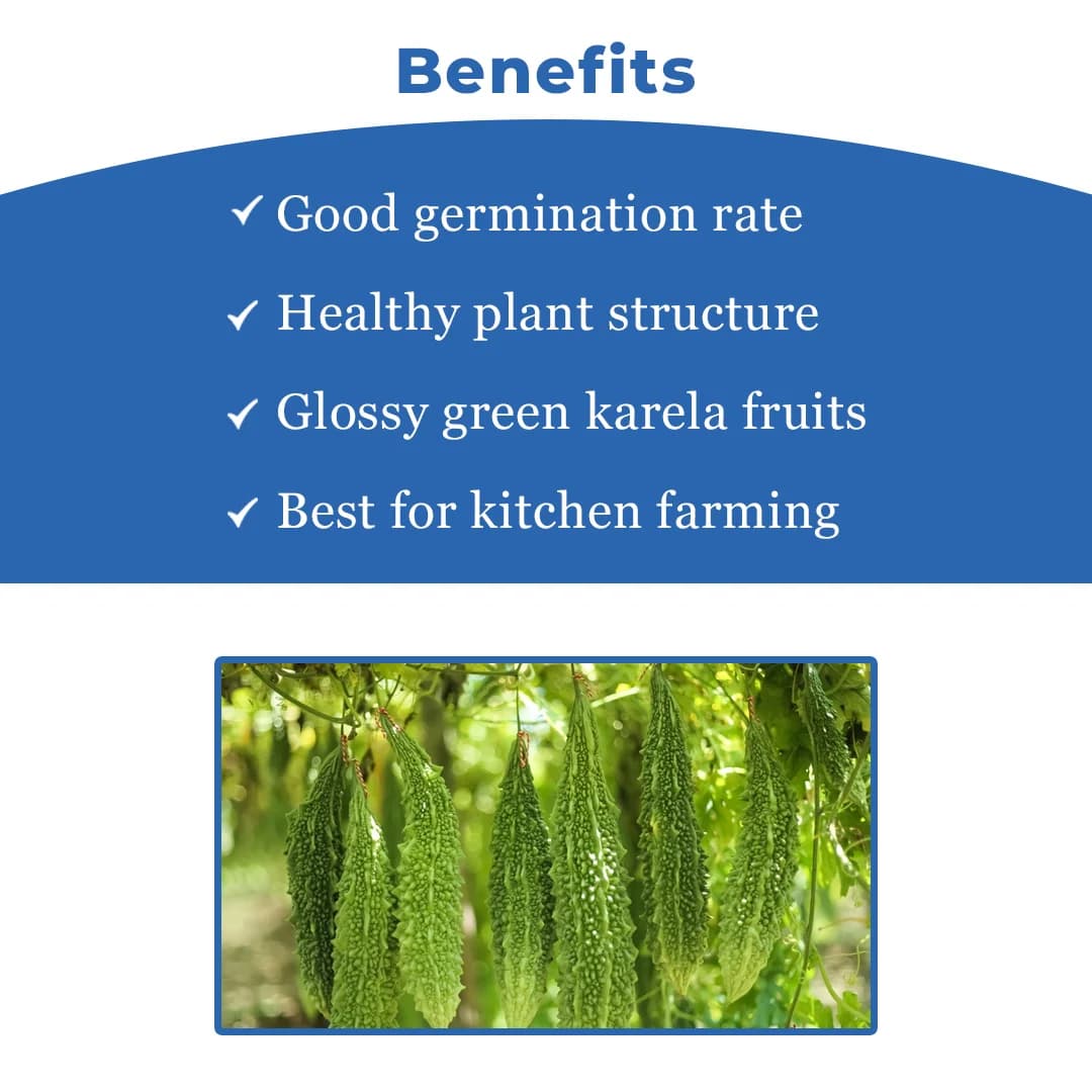 Iris IHS-135 F1 Hybrid Bitter Gourd Seeds, Vegetable Seeds, Dark Green Color - Image 4