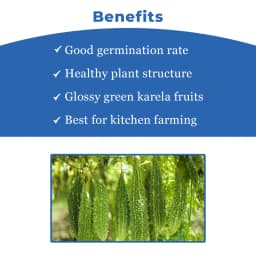 Iris IHS-135 F1 Hybrid Bitter Gourd Seeds, Vegetable Seeds, Dark Green Color 4