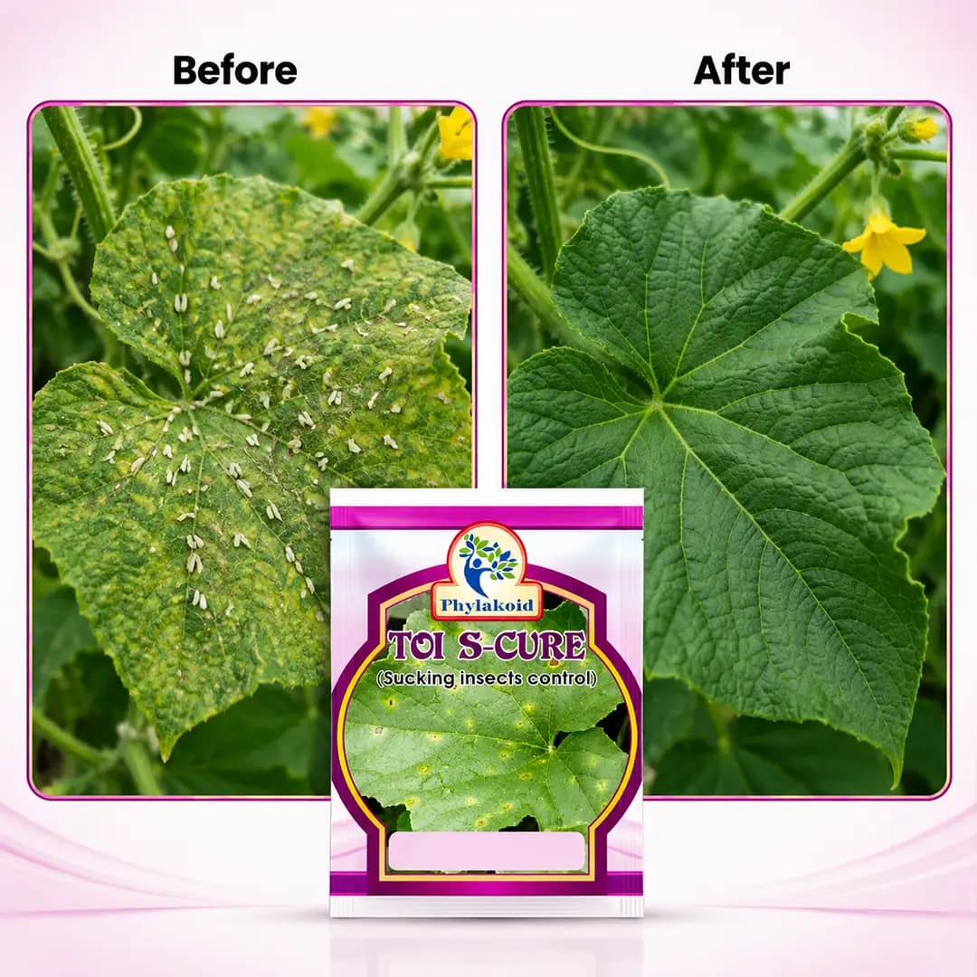 TOI S-CURE (రసం పీల్చే పురుగులు మరియు పేనుబంక, వైట్ఫ్లై, బగ్స్ సమర్థ నియంత్రణ) IFOAM ధృవీకరించబడింది - Image 3