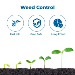 Laudis + Foost Maize Suraksha Combo (57.5ml Laudis & 200ml Laudis Surfactant + Foost 250 gm). A special treatment to control weeds in maize. 3