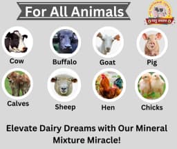 PASHU SVASTH MINERAL MIXTURE, Animal Health Supplement, Increase Livestock Health & Productivity, The Mixture Enhances Milk Production 2