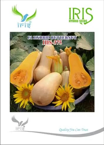 Iris Hybrid Vegetable Seeds, F1 Hybrid Butternut IHS-375, Yellowish Fruit Color - Image 1