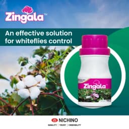 Nichino Zingala Pyrifluquinazon 20% WG Insecticide, Effective Control Whitefly In Cotton Crop 4