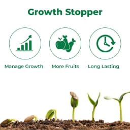 Titan Agritech PEP STAR 40 Paclobutrazol 40% SC Plant Growth Regulator, Effective For Mango And Fruit Trees 3