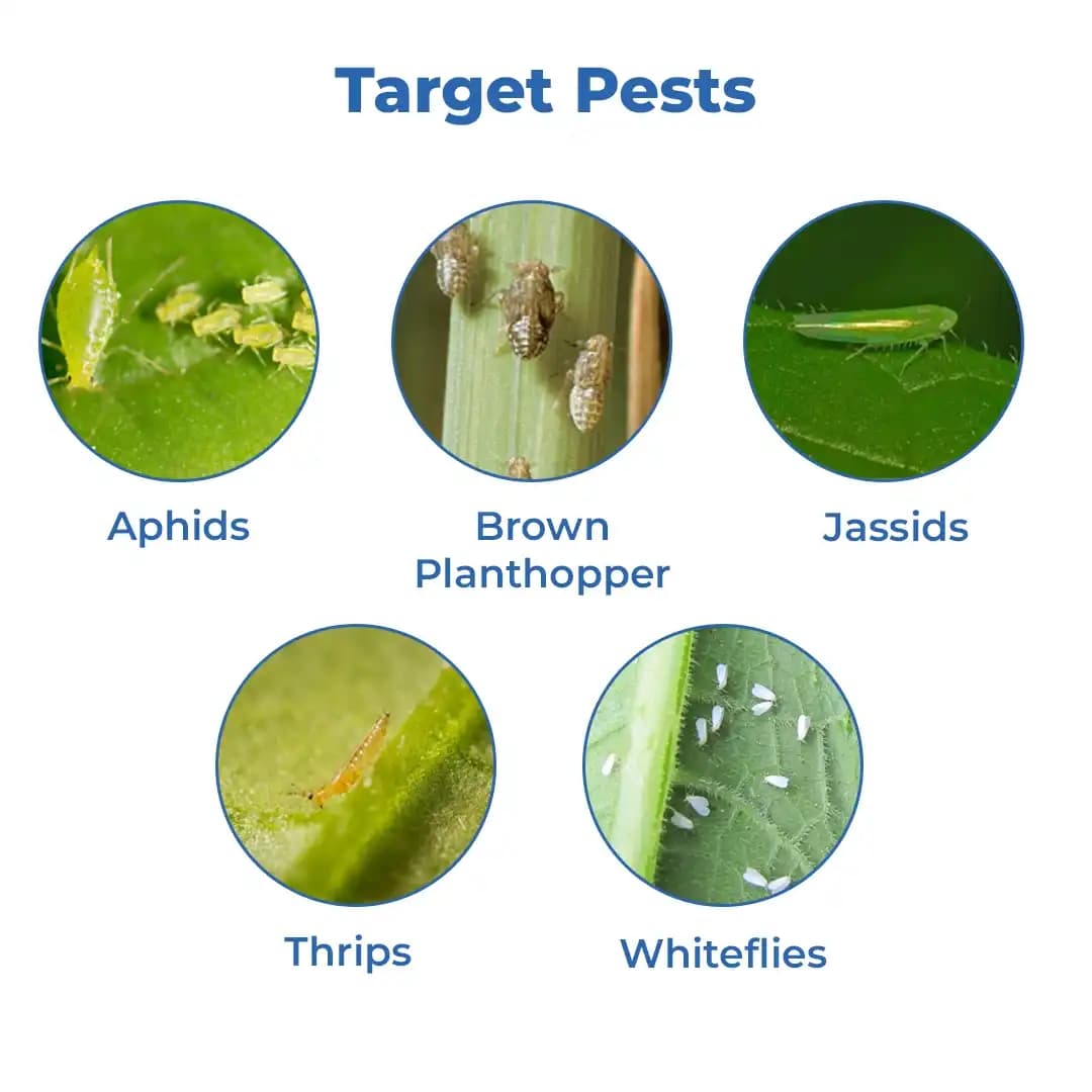 IIL Dominant (Dinotefuran 20% SG) Systemic Insecticide Use for Cotton and Paddy - Image 3