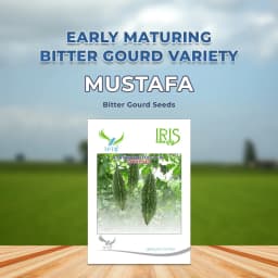 Iris Hybrid Mustafa F1 Hybrid Bitter Gourd Seeds, Attractive Dark Green Color 2