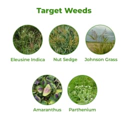 Tata Rallis Glytaf 71 Ammonium Salt Of Glyphosate 71% SG Herbicide, Effective Weed Control In Tea And Non-Crop Area 3