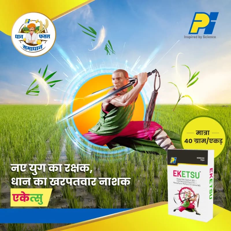 PI EKETSU Bispyribac Sodium 38% + Chlorimuron Ethyl 2.5% + Metsulfuron Methyl 2.5% WG Herbicide, Broad-Spectrum, Effective Weed Control In Rice - Image 2