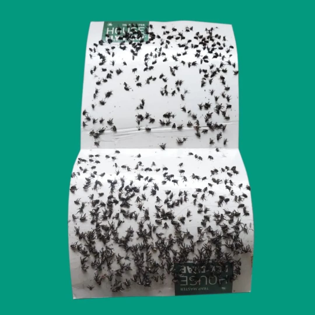 ग्रीन रिवोल्यूशन हाउस फ्लाई ट्रैप (10 का पैक) ग्लू ट्रैप, घरेलू मक्खी, पोल्ट्री मक्खियों के लिए कीट ट्रैप, चिपचिपा कागज। - Image 5