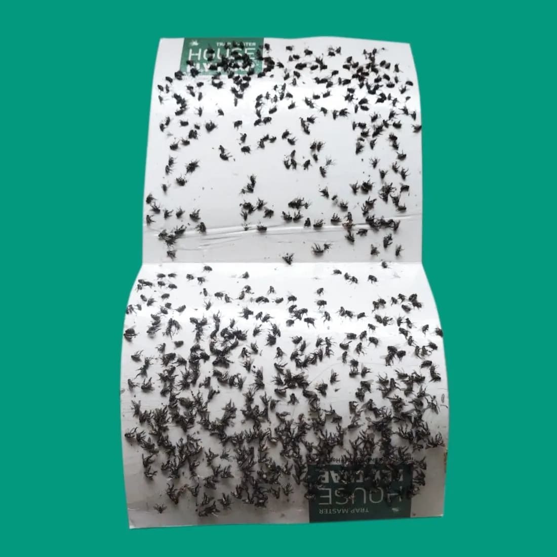 Green Revolution House Fly Trap (Pack of 10) Glue Trap, Insect Trap For Housefly, Poultry Flies, Sticky Paper - Image 9