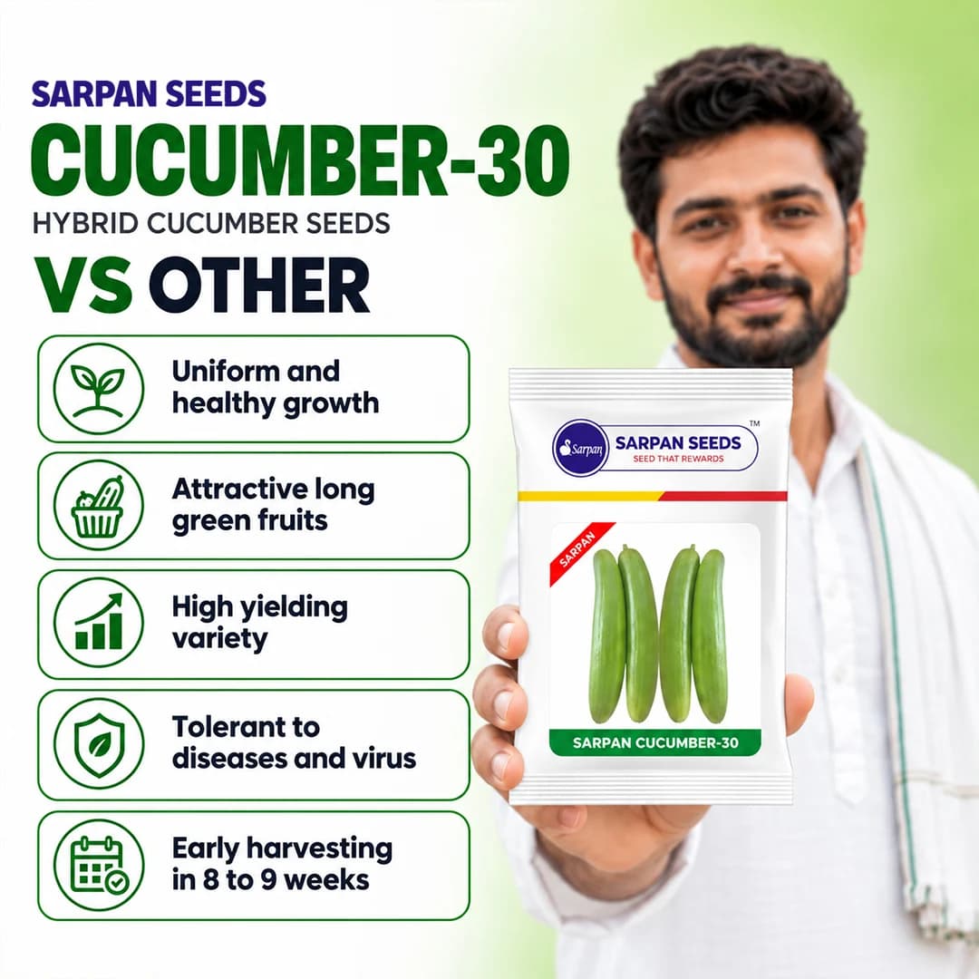 सरपन एफ1 हाइब्रिड ककड़ी के बीज एससीयू-30, एक समान, बेलनाकार फल, हल्का हरा रंग। - Image 3