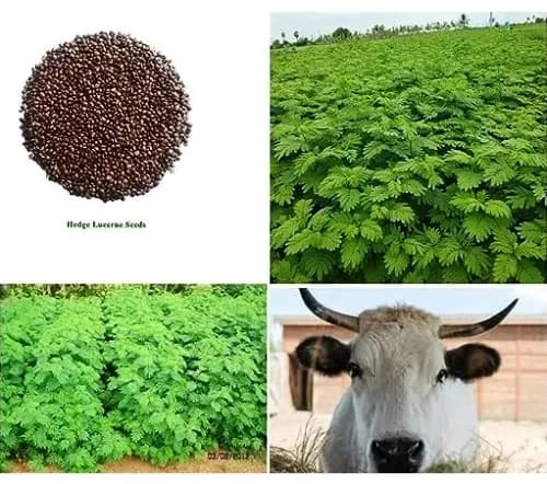 Sri Sai Forestry Hedge Lucerne Grass Seeds, Dashrath Grass Seed, Animal Fodder Seeds - Image 3