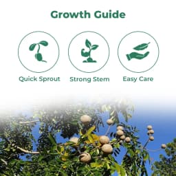 श्री साई फॉरेस्ट्री अफ्रीकी महोगनी वृक्ष के बीज, स्वेतानिया महोगनी पौधा बीज। 3