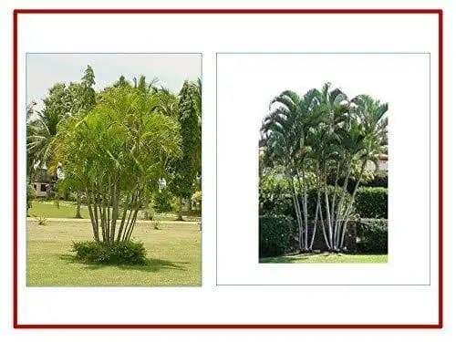 RK Seeds Areca Palm Tree Ornamental Seeds.ARECA PALM is easy to grow indoors or outdoors - Image 3