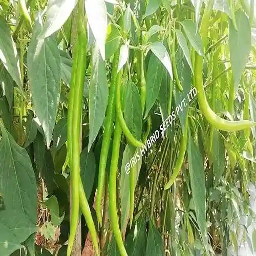 Iris Hybrid Vegetable Seeds F1 Hot Pepper (Chilli) HP-175, Mirchi Ke Beej, Suitable for Fresh and Drying Purpose - Image 5