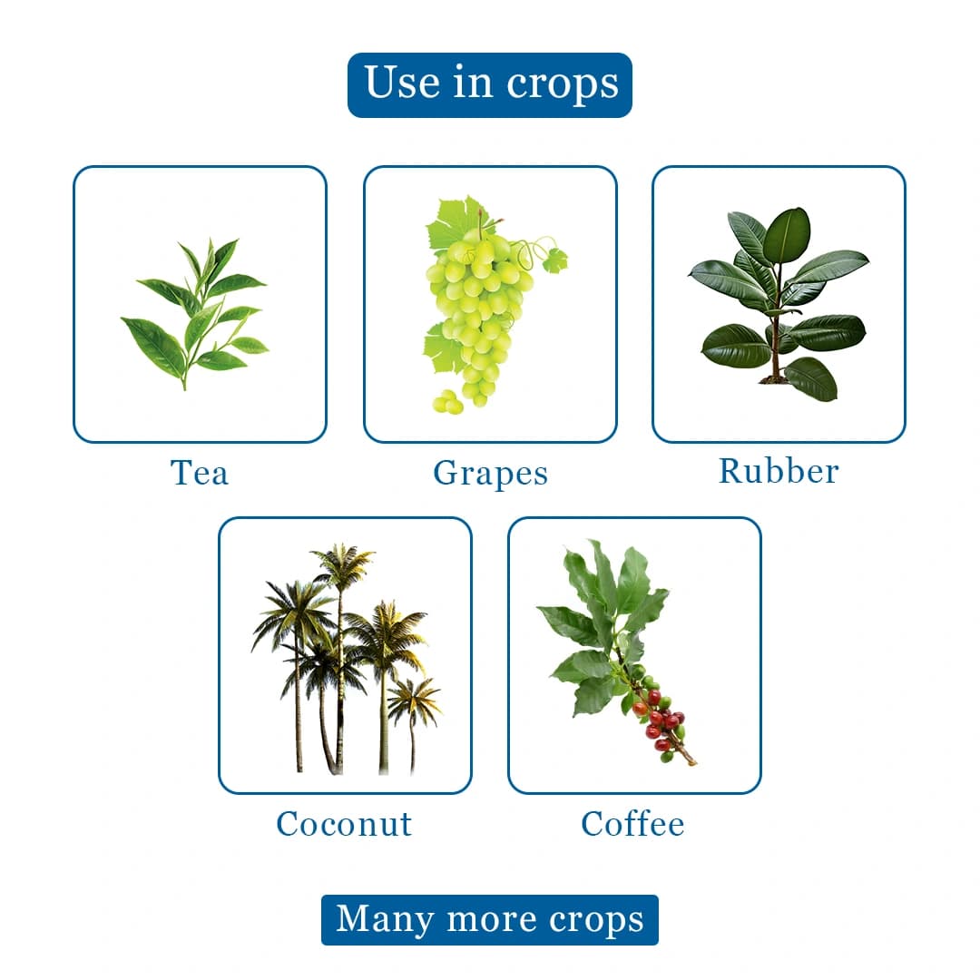 Glyox Ammonium - Salt of Glyphosate 71% SG, Systemic Herbicide Effective Against Broadleaf Weeds in Tea and Non-Cropped Areas - Image 4