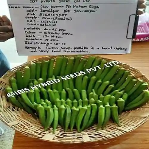 Iris Hybrid Vegetable Seeds F1 Hybrid Okra Seeds (Bhindi) Rasika, Very Prolific