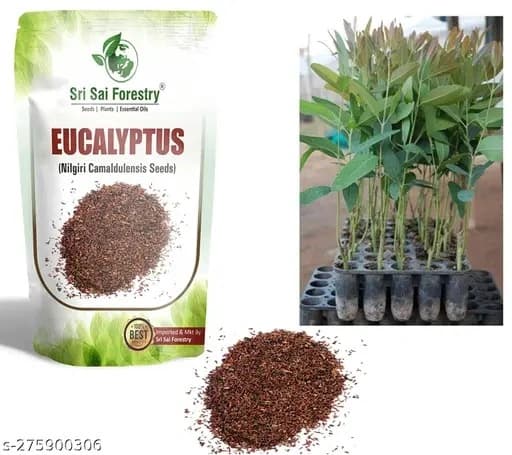 SRI SAI FORESTRY - Eucalyptus Nilgiri , Best Paper wood Tree, Hard Timber & Fast Growing Firewood Tree seeds - Image 2