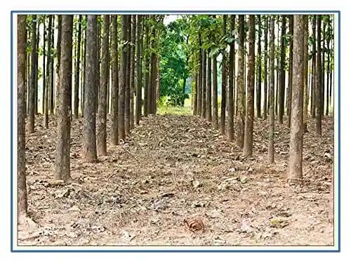 RK Seeds Teak Wood Seeds , Tectona grandis seeds , Teak Seeds for Plantation seeds, Teak Tree Seeds , Sagwan Seeds , Thekku seeds, Teak wood seeds - Image 4