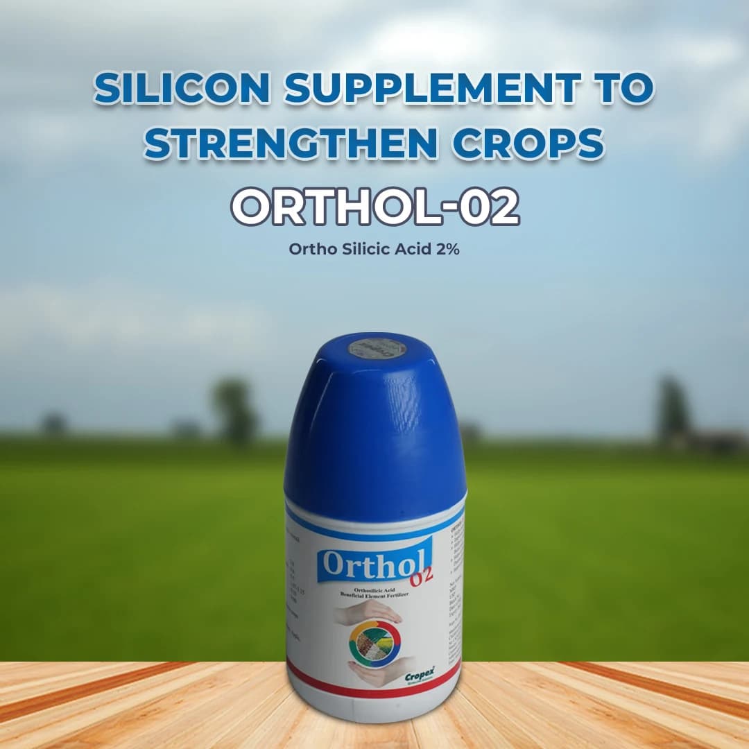 Orthol-02 Ortho Silicic Acid 2%, Improves Fruit Development And Quality, Best For Paddy, Sugarcane, Cotton, Tomato, Grapes, Apple, Citrus Crops - Image 2