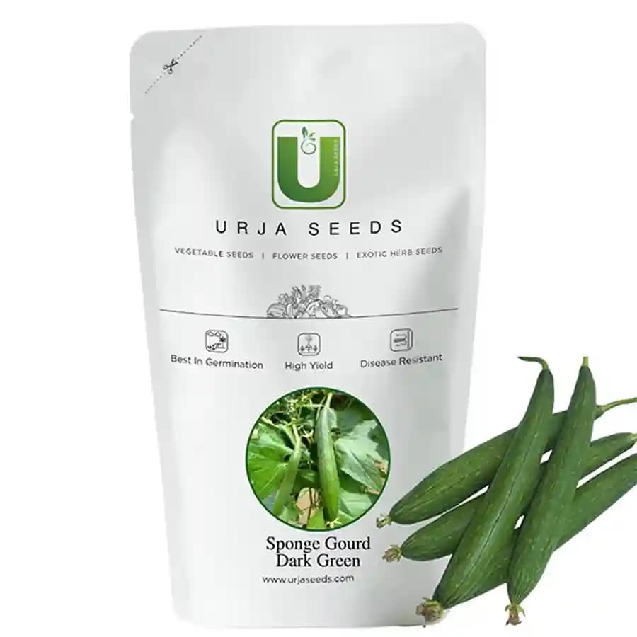 Urja Chikni (Dark Green) Sponge Gourd Seeds, Dark Green Lined Fruits And Black Seeded - Image 1