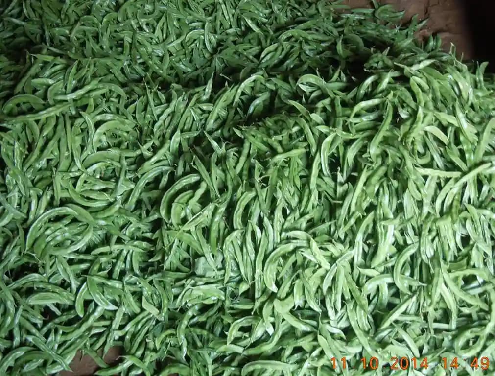 Sarpan Hybrid Dolichos -16 Bush for all Season, Excellent Germination Quality