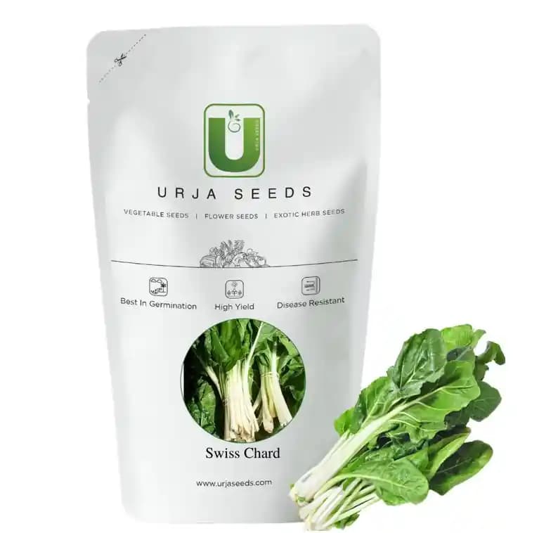 Urja Super Green (Indian) Swiss Chard Seeds, Fresh Shiny Green Crinkled Leaves - Image 1