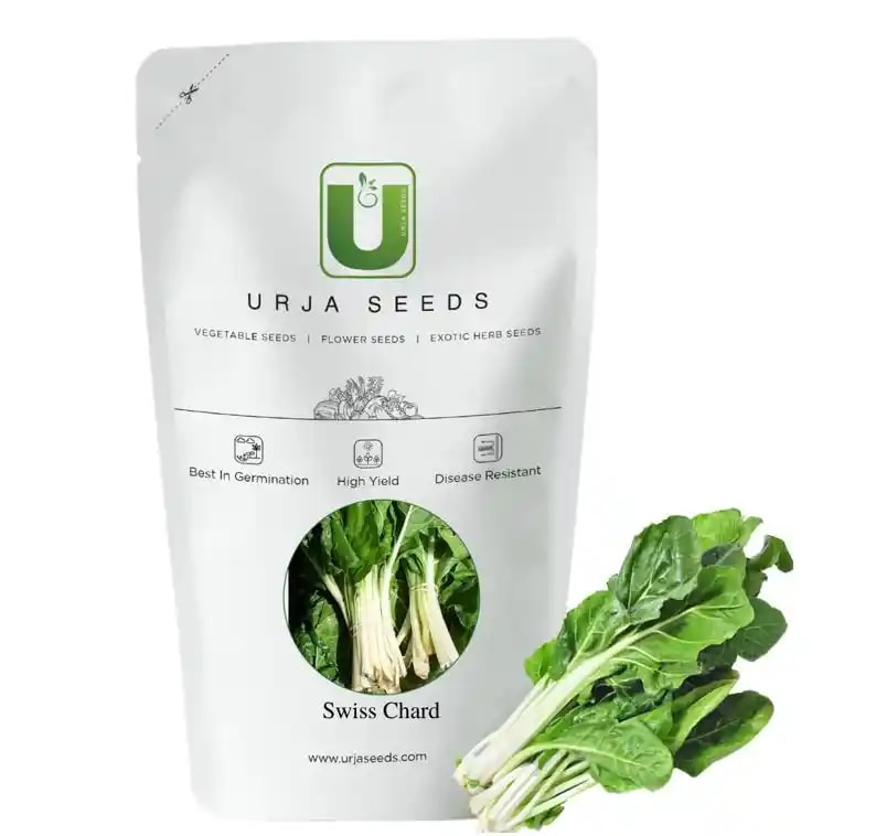 Urja Super Green (Indian) Swiss Chard Seeds, Fresh Shiny Green Crinkled Leaves