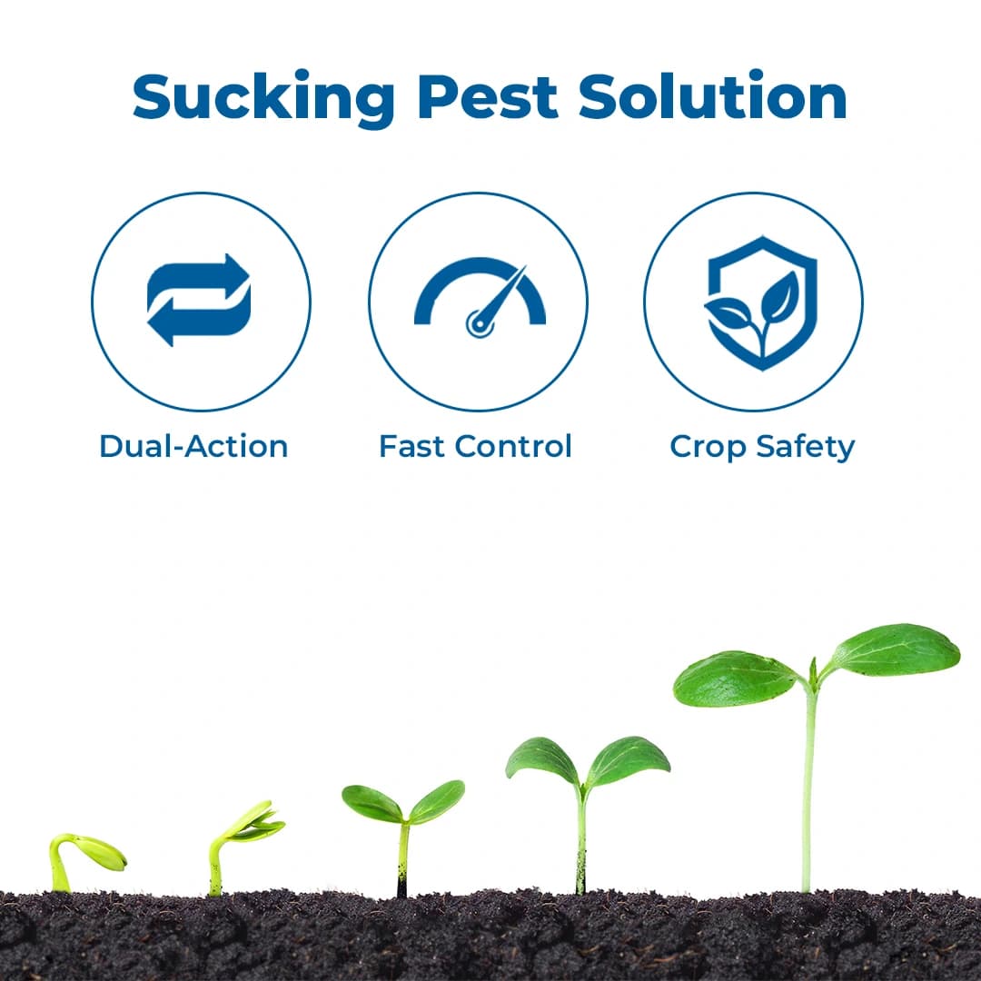 Adama Tapuz Buprofezin 15% + Acephate 35% WP, Long-Lasting and Effective Tool for BPH and WBPH in Rice - Image 3