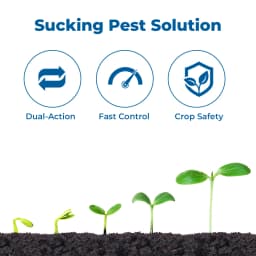 Adama Tapuz Buprofezin 15% + Acephate 35% WP, Long-Lasting and Effective Tool for BPH and WBPH in Rice 3