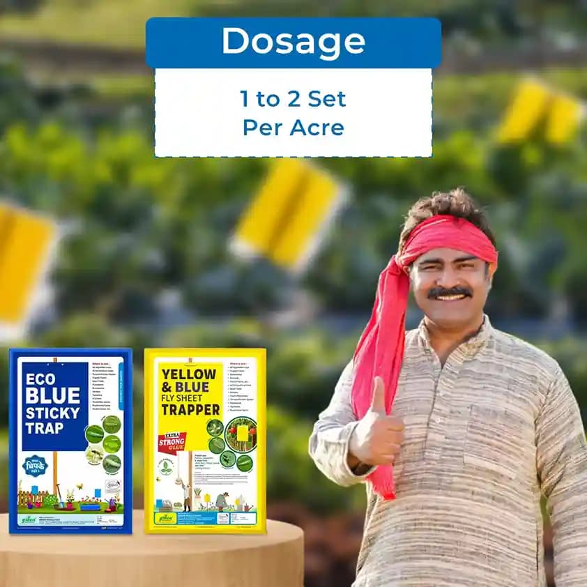 Eco Sticky Trap - A4 Size, Combo Of Yellow and Blue Sticky Trap For The Insects. - Image 6