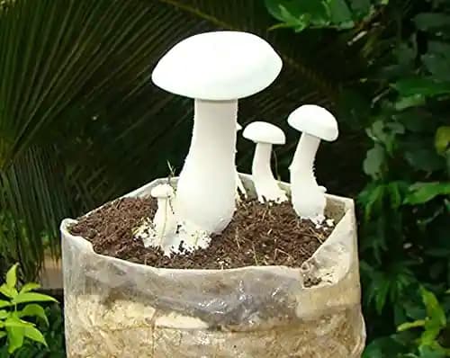 SporeKart Milky Mushroom Culture In Test-Tube, 100% Clean, Active Mycelium Culture In A Test Tube. - Image 2