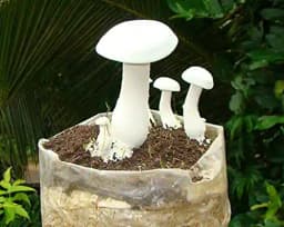 श्रूमनेस मिल्की मशरूम कल्चर टेस्ट-ट्यूब में, 100% साफ, सक्रिय माइसीलियम कल्चर टेस्ट-ट्यूब में 2