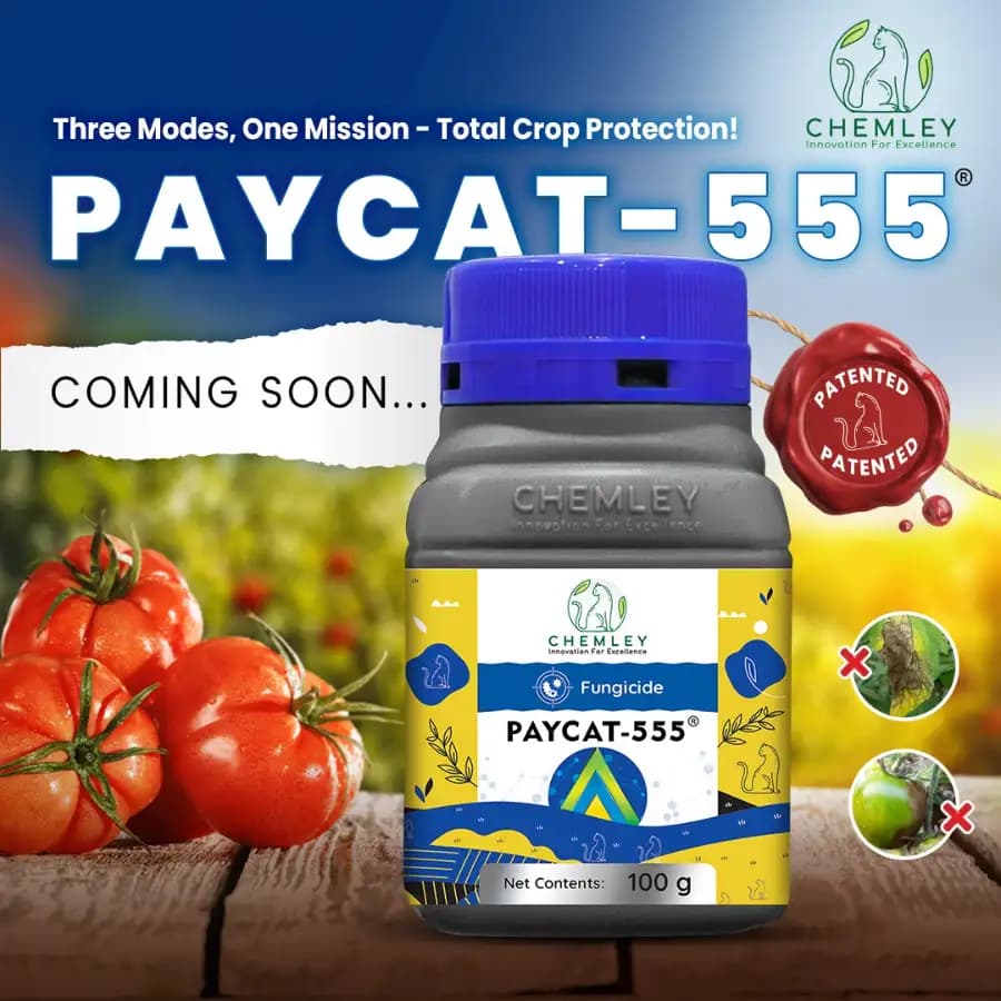 Chemley PAYCAT-555 Pyraclostrobin 10% + Metiram 30% + Difenoconazole 10% WG Fungicide, Triple Action, Superior For Tomato Crops - Image 3
