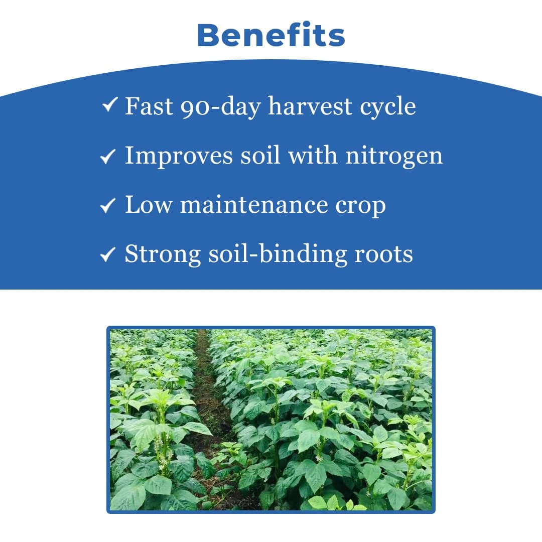 Iris Hybrid Cluster Beans Vegetable Seeds, Guar Ke beej, Guar Na Bee, Best In Germination (20 Seeds) - Image 4