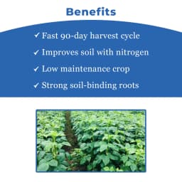 Iris Hybrid Cluster Beans Vegetable Seeds, Guar Ke beej, Guar Na Bee, Best In Germination (20 Seeds) 4