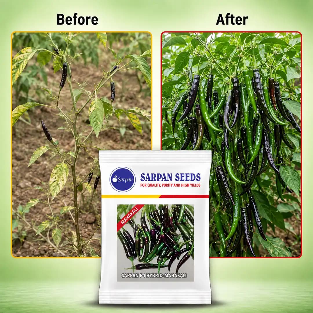 Sarpan F1 Hybrid Mahakali Chilli Seed, Excellent Germination Quality, Very Spicy Chilli - Image 3