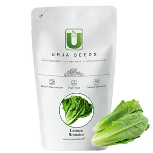 Urja Romain Lettuce Seeds, Grows In Tall Head of Sturdy Dark Green Leaves with Firm Ribs Down their Center