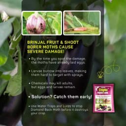 Chipku Pheromone Trap Funnel With Leucinodes Orbonalis Lure, To Catch Insect Moth Of Brinjal Fruit and Shoot Borer Lucin, Trap And Lure 7