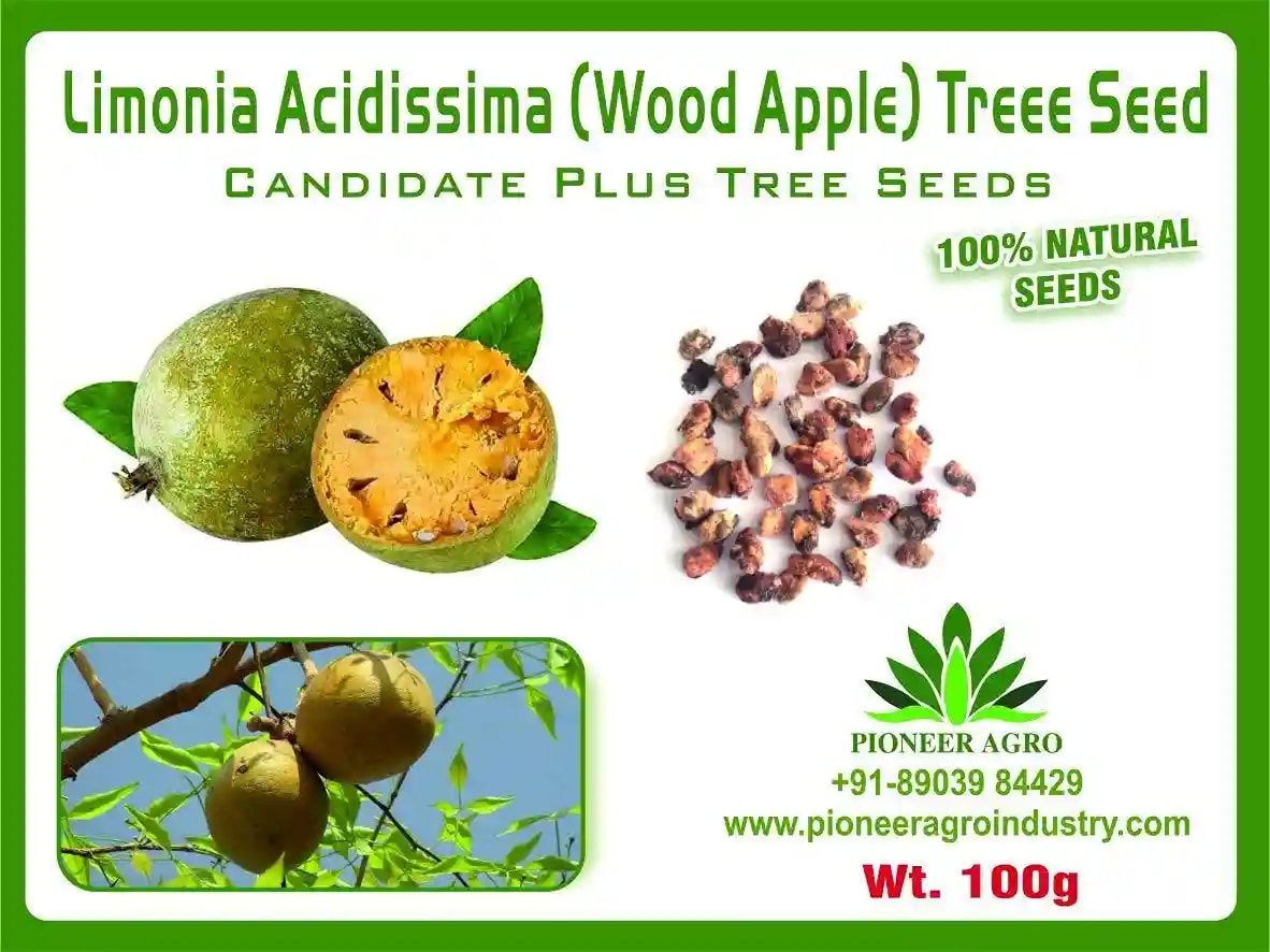 Limonia Acidissima Seeds (Wood Apple Seeds) Vilampalam Seeds, For Growing Trees