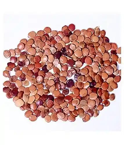 Sri Sai Forestry Gliricidia Sepium Tree Seeds for Fodder, Manure & Live Fencing - Image 3