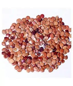 Sri Sai Forestry Gliricidia Sepium Tree Seeds for Fodder, Manure & Live Fencing 3