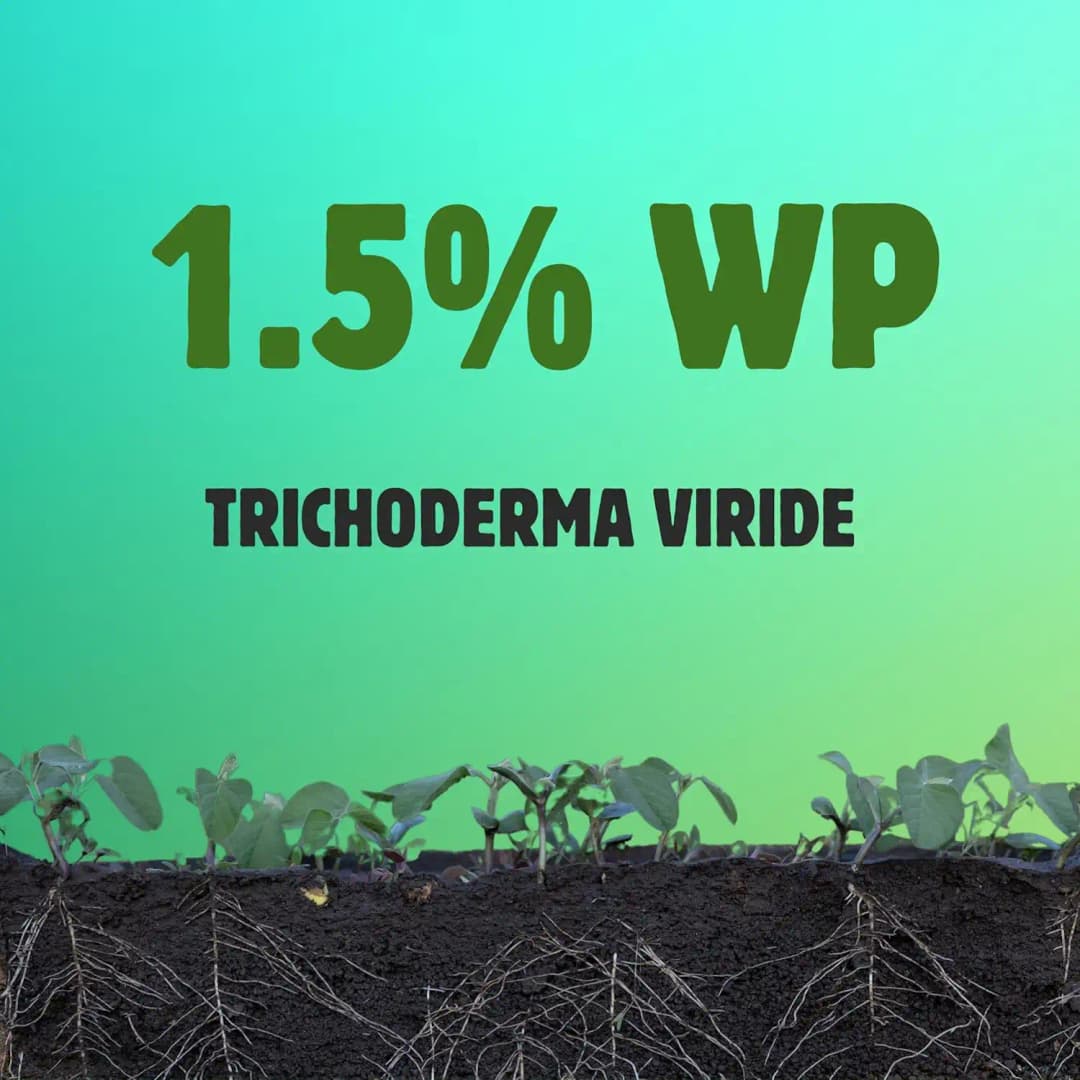BloomBuddy Trichoderma Viride 1.5% WP Biofungicide, Disease Prevention & Plant Growth Promotion - Image 3